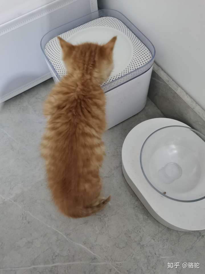 橘猫小时候是不是都很瘦?