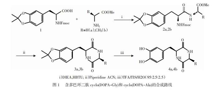 含多巴环二肽cyclo(dopa-ala)和cyclo(dopa-gly)的合成