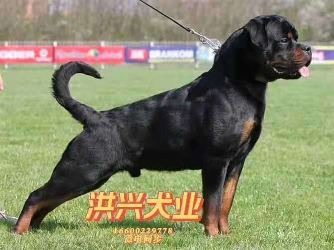 纯种德系罗威纳犬多少钱一只2021年市场价格都在多少钱