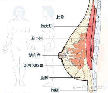 一直找不到一件适合自己的内衣,大胸妹子表示很苦恼,可以推荐下吗?