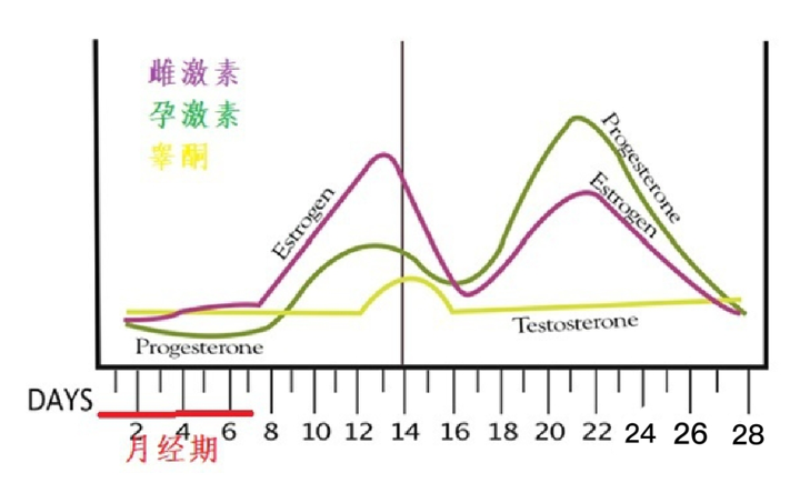 女性周期内孕激素变化图