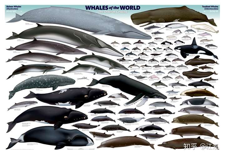 图注:今天海洋中的鲸类,图片来自网络
