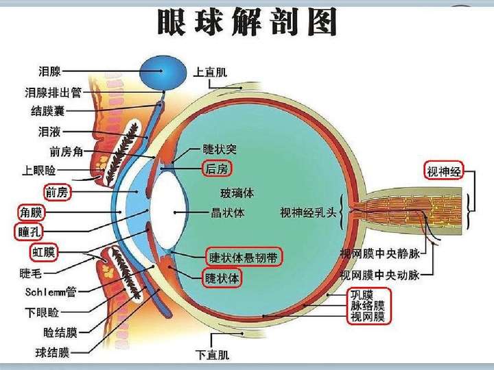 睫状肌还有一个功能是分泌房水.