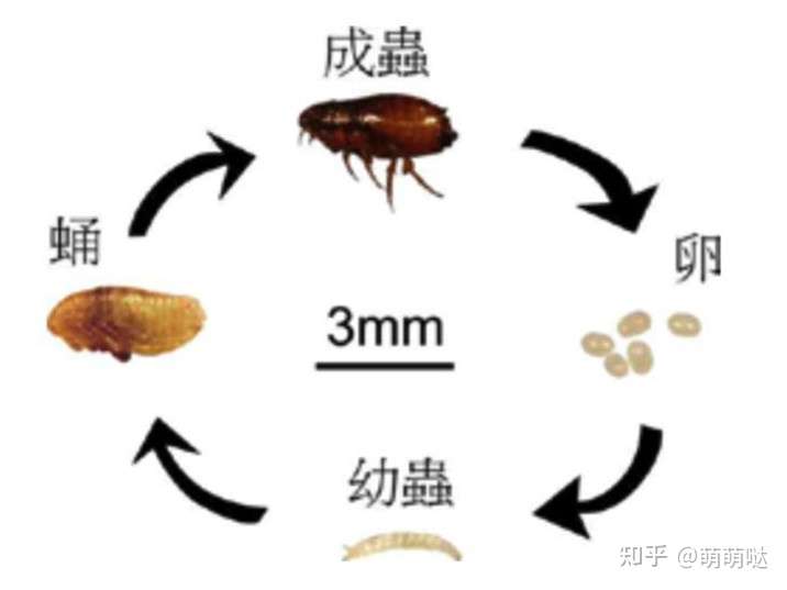 跳蚤发育分4个阶段—— 卵, 幼虫, 蛹, 成虫.