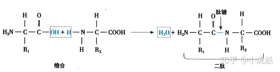 氨基酸脱水缩合,图片来源[1]
