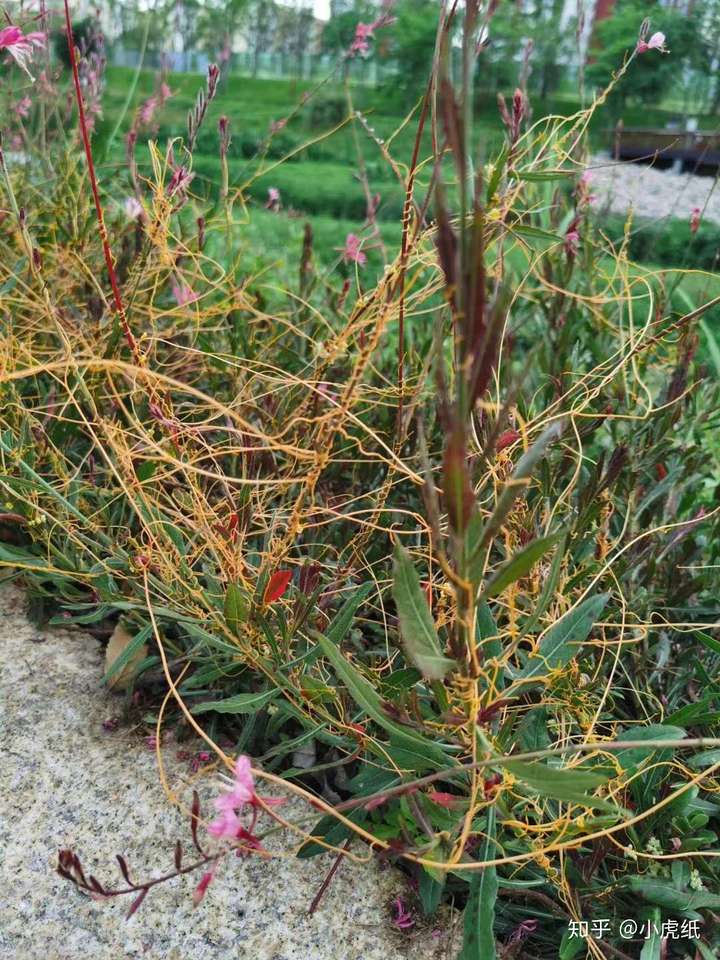 寄生植物菟丝子长什么样?