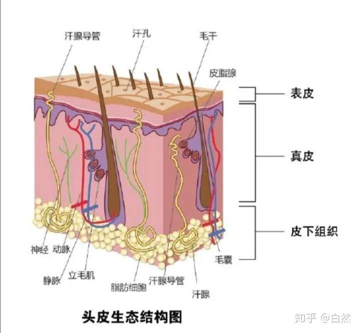 关于皮肤的层次你们知道哪几层?