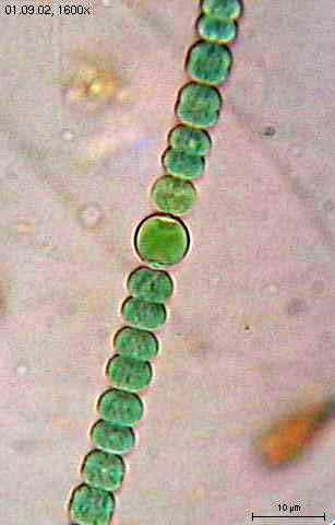 鱼腥藻是单细胞生物吗