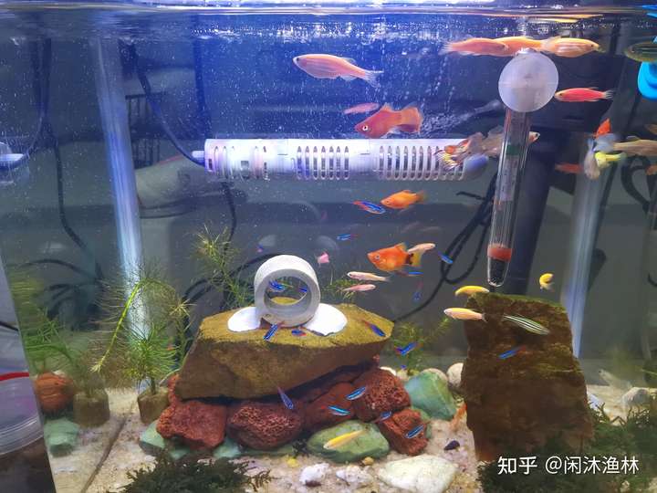 一,养什么样的观赏鱼(鱼缸里面都该养些什么鱼)