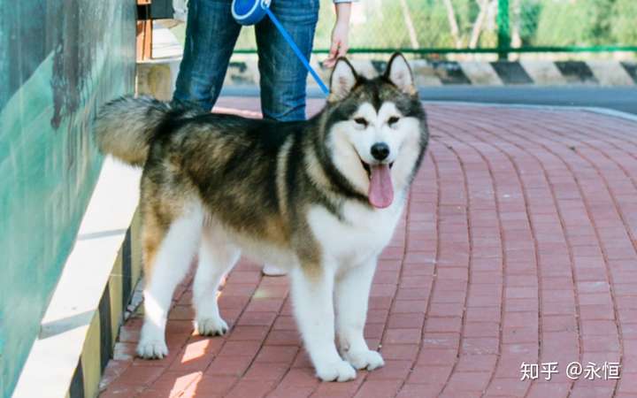标准纯种阿拉斯加雪橇犬应该是短毛阿拉斯加(或者称为标准毛质
