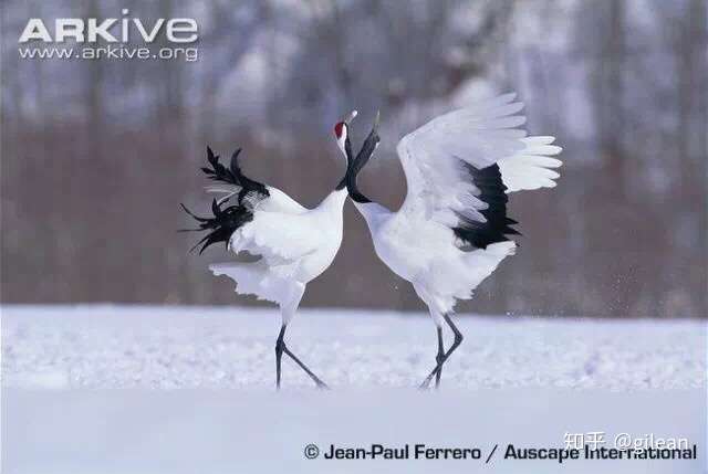 丹顶鹤(学名:grus japonensis)