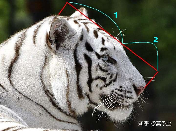 老虎和狮子 生理结构差距有哪些 哪个更珍贵一点?