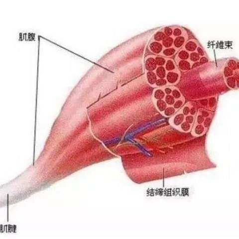 乳酸堆积