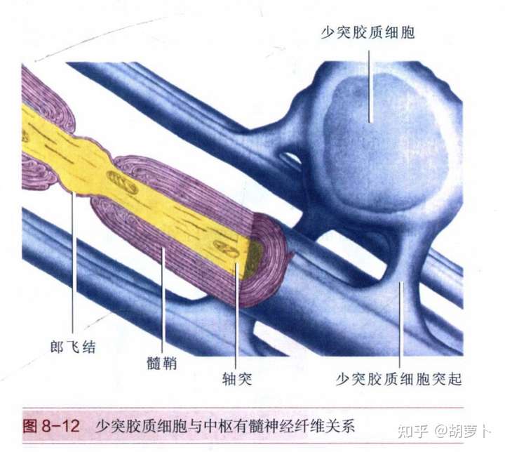 施兰切迹(髓鞘切迹)的生理意义是什么?