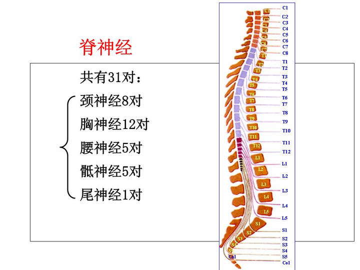 从侧面观来看,颈椎及腰椎呈现前突(即内凹)的弧度,胸椎及荐椎呈现后突
