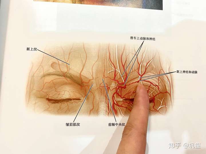 眶上动静脉位置及走向