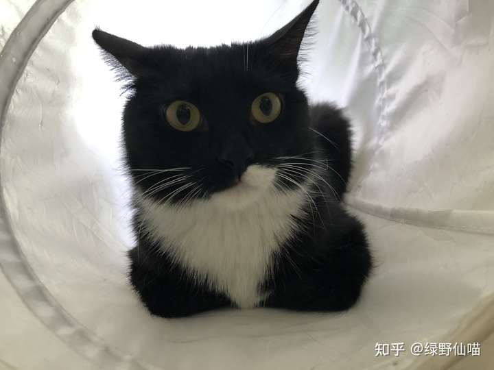 养猫容易吗,第一次养猫有点紧张?