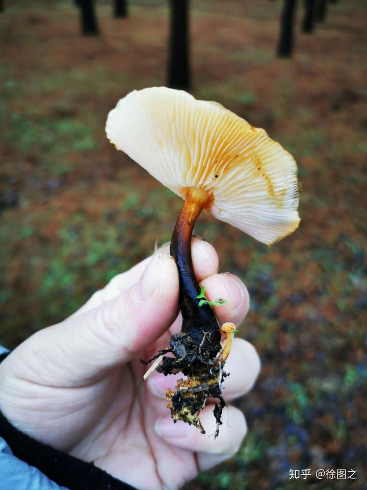 野生金针菇,可以食用 我今天刚采过