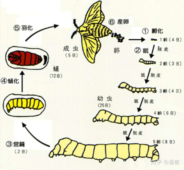 蝉的一生一共要经历四个阶段,分别是:卵,幼虫,蛹,成虫.