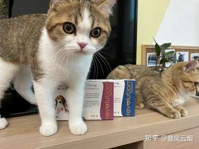 猫咪刚到驱虫年龄请问大宠爱和博来恩哪个更好