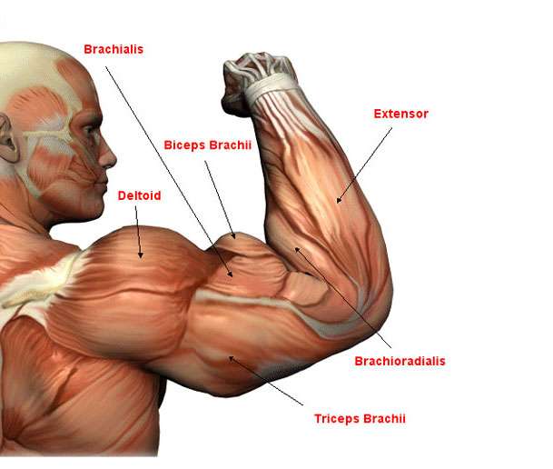 biceps brachii: 肱二头肌 triceps brachii: 肱三头肌 brachioradial