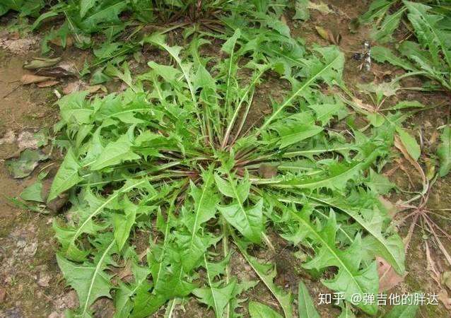 你吃过什么野菜