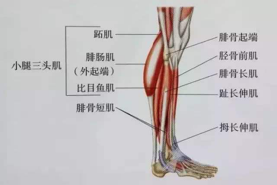 如何有效的瘦小腿肌肉?