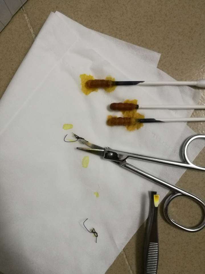 你们的母猫绝育手术后拆线配合吗?