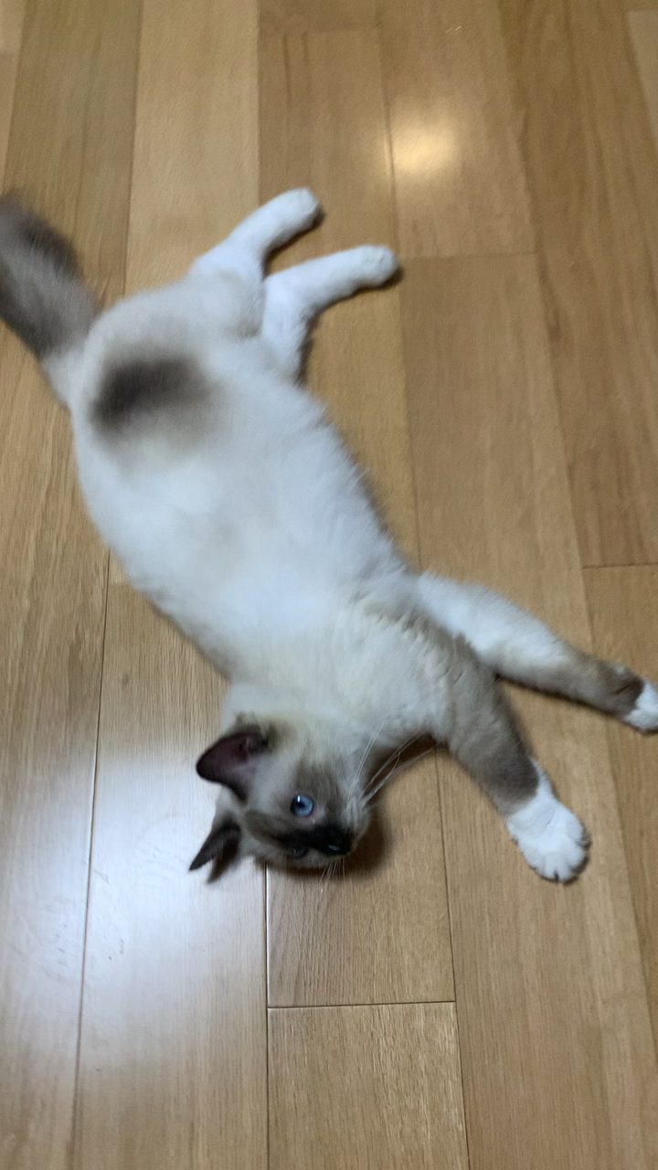 能帮我看看我家小朋友是布偶暹罗串串吗?