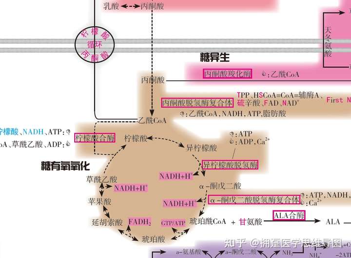 什么是「有氧呼吸」,分为哪些阶段,有什么意义?