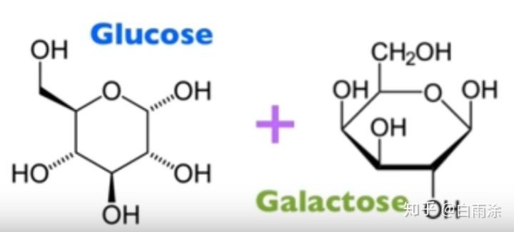 半乳糖与葡萄糖,分子结构到底有何区别,有何影响?