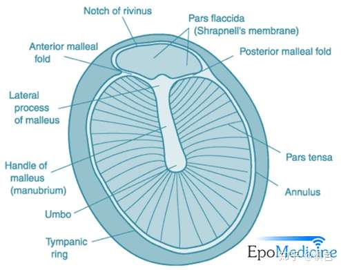 tympanic,cervical 中耳(middle ear)的解剖之鼓室(tympanic cavity)