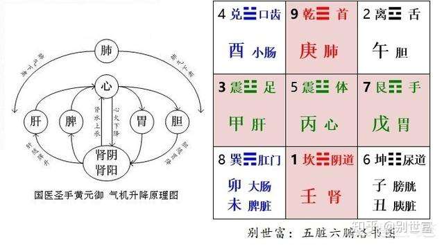 为什么中医说五脏,具体有心肝脾肺肾,却没有胃这个重要器官?