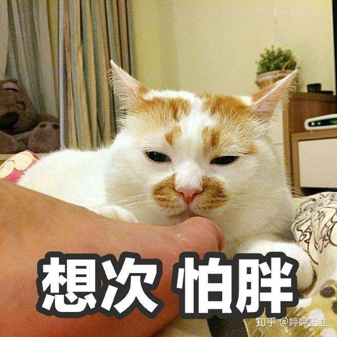 楼板娘小猫咪表情包