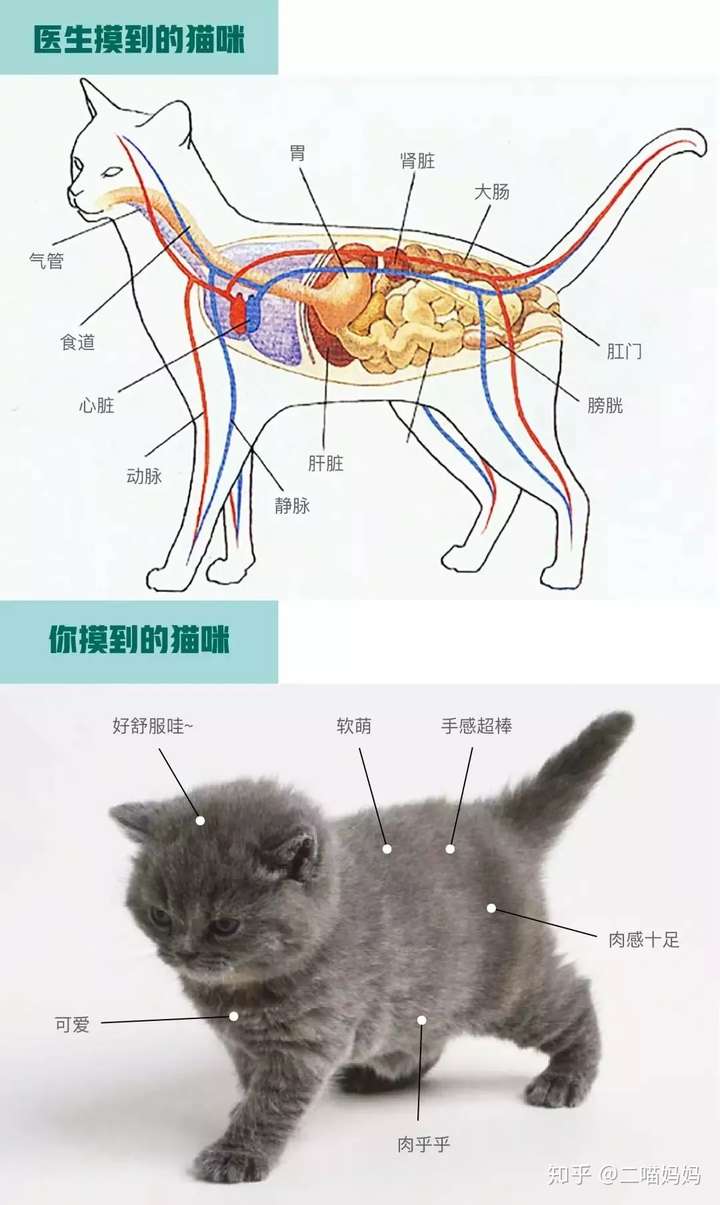 领养了一只两个月左右的田园猫想带他做一次全身体检