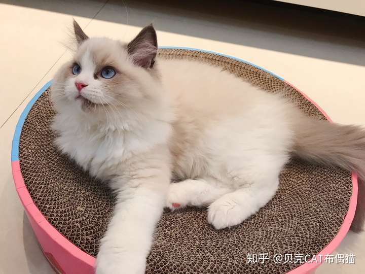 五个月布偶猫开价1.2w值不值?