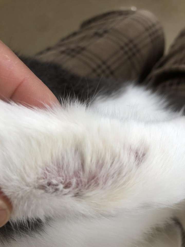 一般呈圆形或椭圆形的红色癣斑.猫癣有98%都是因为犬小孢子菌引起的.
