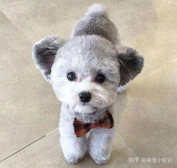 如果只是家养宠物狗的普通级别,灰色泰迪犬一般都是在2000-3000左右