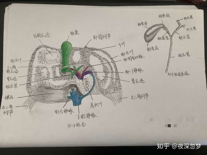 有医学解剖组胚基础实验课的手绘图吗,比如肝的脏面?