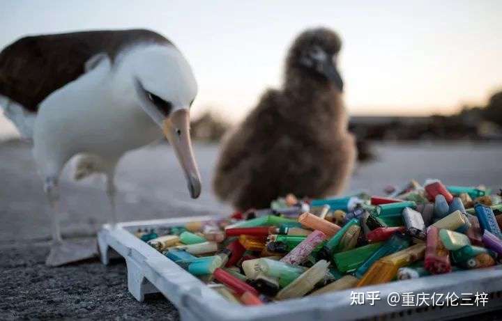 被鸟类误认为是食物吞下--有90%的海鸟体内已经遭到了塑料污染