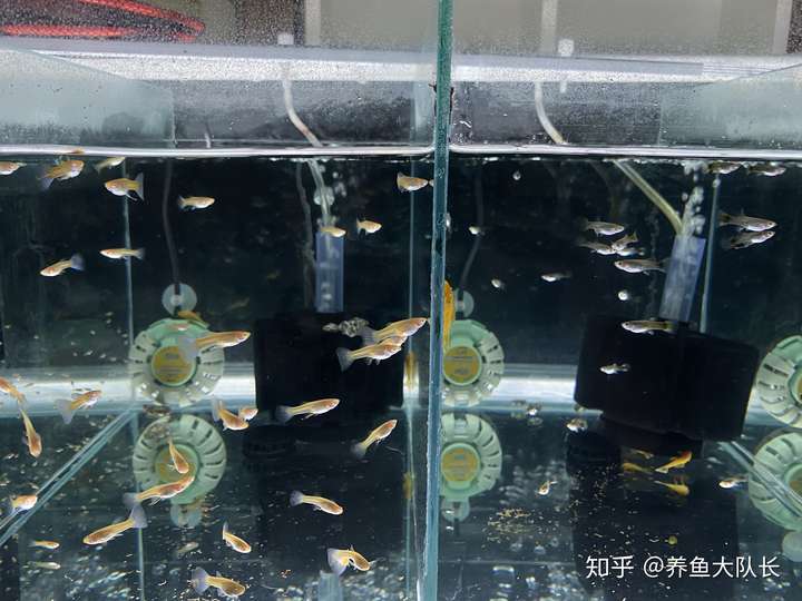迷你鹦鹉鱼怎么分辨公母?