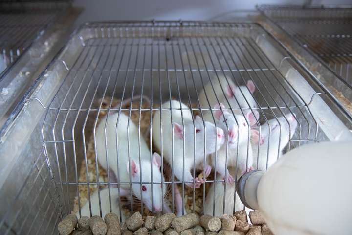 实验室的小白鼠一旦逃出笼子后就要被立刻处死或是弃用吗
