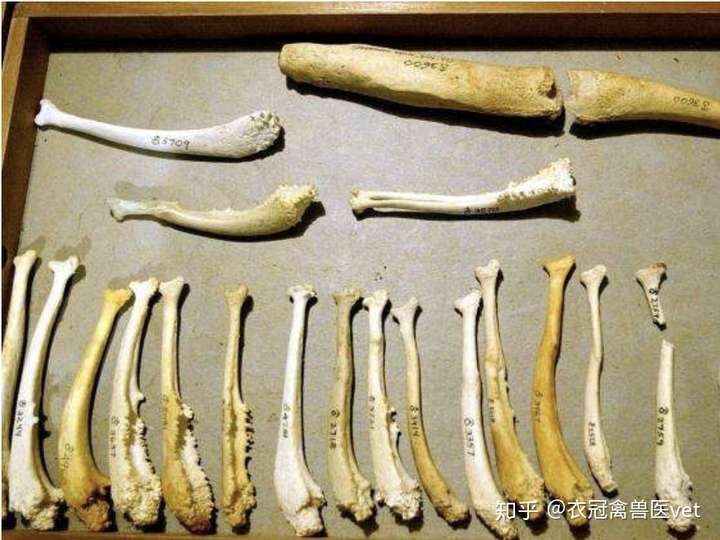 各种动物的丁丁骨