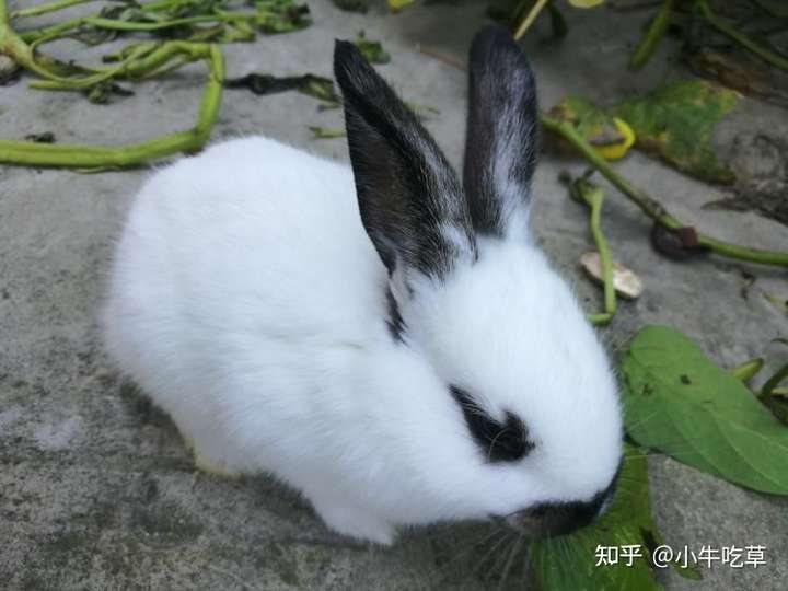 求辨别小兔子品种?
