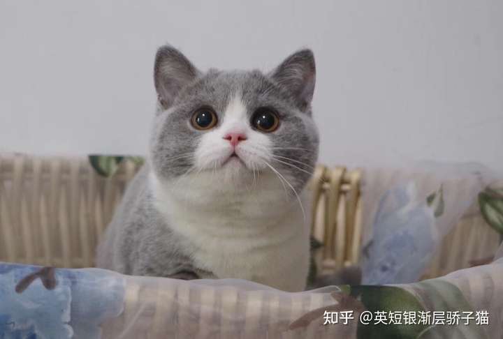 蓝金渐层和金渐层哪个价格高?