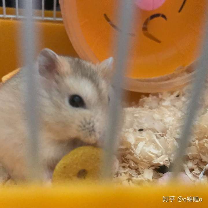 养一只肉嘟嘟的小仓鼠是一种什么样的体验?