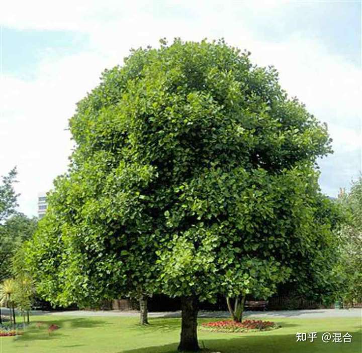 因为同期的植物,比如银杏等,早已声名显赫,向着国树的地位进发了,而