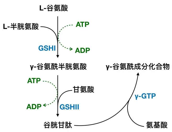 n-乙酰半胱氨酸(nac),这种成分到底是治疗什么的?