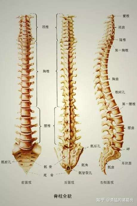 成年人有颈椎7节,12节胸椎,5节腰椎,1节骶椎和1节尾椎.