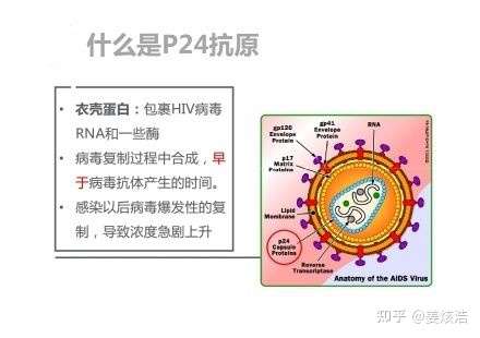 基因重组hiv1/2抗原,胶体金标记基因重组hiv1/2抗原,是否如同hiv病毒